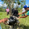 Ganaderos de Napo desarrollan habilidades para la producción sostenible