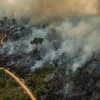 Cinco mitos sobre el bosque tropical