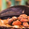 El precio del cacao cayó a $ 7.090 por tonelada 
