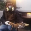 Un caimán hallado en una vía de Morona Santiago fue reinsertado en su hábitat natural