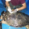 Ecuador marca por primera vez a una tortuga carey, en peligro de extinción