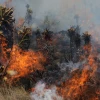 3.800 hectáreas han sido calcinadas por incendio forestal en Loja