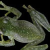 Investigadores de la UTPL descubrieron nueva especie de rana de cristal