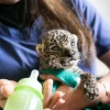 Jaguares: el reloj juega en contra para el gran felino de América