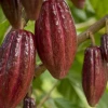 El precio internacional del cacao cayó 3,1 %