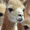 Perú comenzó censo nacional para fortalecer la conservación de vicuñas