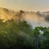 Ecuador celebra el ‘Día Internacional de la Preservación de los Bosques Tropicales’