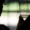 Zika: 2.942 afectados en Ecuador hasta enero del 2017