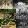 Investigación revela existencia de gran cantidad de mamíferos en los saladeros del Yasuní