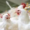 El sector avícola ya exporta carne de pollo a Bahamas y Centroamérica. Ahora busca abrirse paso en China, uno de los mercados más grandes del mundo. 
                                                width=