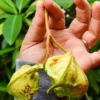 Investigadores alertan sobre amenazas de manglar exótico de Asia en Ecuador