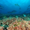 Galápagos intenta controlar alga que amenaza a su único arrecife de coral