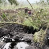 Derrame de crudo en Napo afecta 2,1 hectáreas, según ministerio del Ambiente