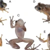 Especie de rana fue redescubierta en los Andes 
