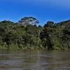 Expertos estudian 13 posibles nuevas especies en la Amazonía de Ecuador