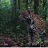 Nuevo estudio: Colombia, Ecuador y Perú comparten paisaje habitado por cerca de 2000 jaguares