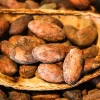 El precio del cacao cotiza hoy en $ 7.621,00 por quintal 