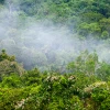 Descubren nueva especie de árbol en cordillera amazónica fronteriza entre Ecuador y Perú