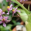 Nuevas orquídeas descubiertas evidencian la alta fragilidad de los ecosistemas ecuatorianos