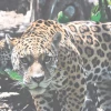 Selva Arutam, recreada en el bioparque Amaru, para el hábitat de dos jaguares