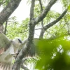 Ecuador y España se unen para proteger águila harpía en Limoncocha
