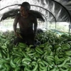 Gremios bananeros de Ecuador y Colombia reclaman precios justos en Europa