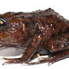 Hallada una nueva especie de anfibio en Ecuador