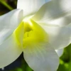 12 jardines botánicos de Orquídeas fueron regularizados en Napo