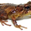 Nueva especie de sapo fue descubierta en Zamora