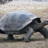 Galápagos: 9.500 tortugas gigantes han sido repatriadas en medio siglo