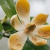 Fragancia Magnolia mashpi se extrae de manera innovadora 