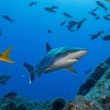 Galápagos, entre las áreas de mayor cantidad de tiburones del planeta