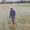 MAGP abre registro para compra directa de arroz a pequeños y medianos productores