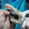 ¿Cómo funcionan los seguros para mascotas?
