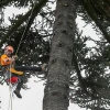Un proyecto para conservar más de 400 árboles patrimoniales de Quito inició