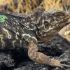Iguanas terrestres vuelven a nacer en isla Santiago después de casi 2 siglos