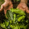 La planta amazónica con más antioxidantes que el té