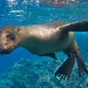 Galápagos recibirá fondos de canje de deuda desde último trimestre