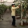 En USD 2 se fijó el kilo de pitahaya en Palora, Morona Santiago 