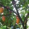 El precio del cacao se cotizó en $ 8.153 por tonelada