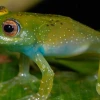 El color de sapos y ranas les ayuda a combatir los cambios ambientales y los patógenos