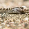 Estudio confirma canibalismo entre las culebras de Galápagos