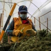 CannAndes, una empresa que ve en el cannabis la materia prima del futuro