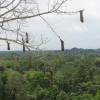 UICN: Los bosques amazónicos en tierras indígenas reducen la propagación de enfermedades