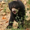 Lumbaqui, el oso andino, regresó a su hábitat luego de 2 años de cautiverio