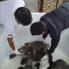Rescatadas cinco tortugas marinas