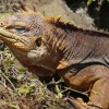 1.500 iguanas terrestres fueron reintroducidas a la Isla Santiago