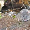 Registran nueva especie de ratón endémico en Ecuador