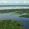 Reconocen dos áreas claves para la conservación de rayas en la Amazonía colombiana