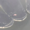 La contaminación y el cambio climático amenazan a los peces en la Amazonía de Ecuador